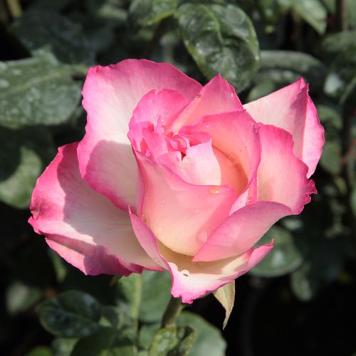 Blanco con bordes de color rosa - Árbol de Rosas Híbrido de Té - rosal de pie alto- forma de corona de tallo recto
